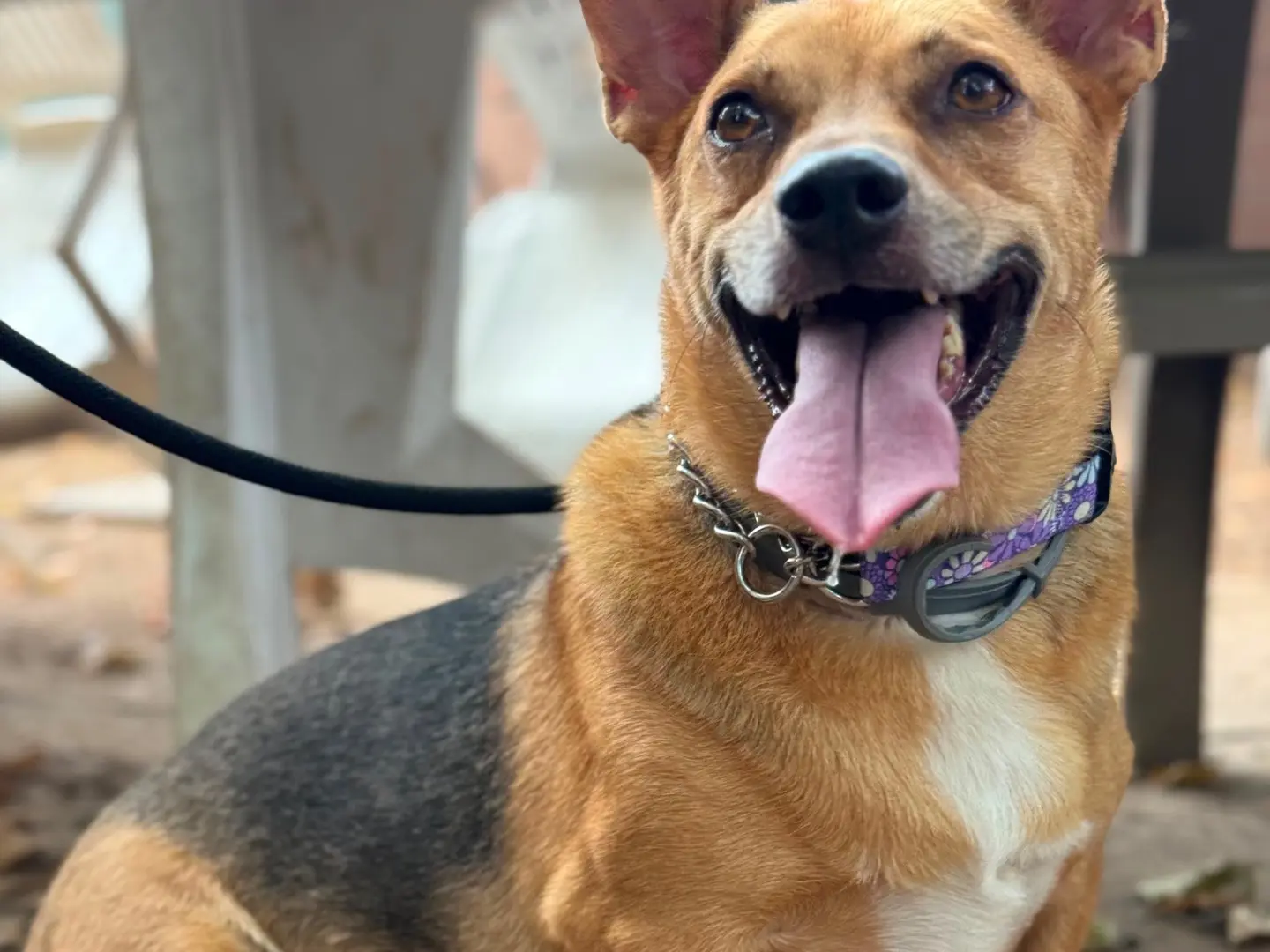 Adotta un cane, maschio, 6 anni e 9 mesi, Milano