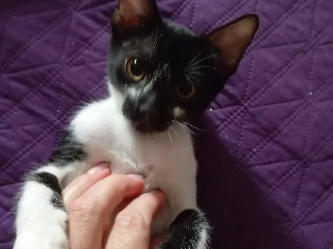 Adozione gatto, maschio, Razza sconosciuta Razza sconosciuta, 2 mesi, taglia non valida, Ragusa
