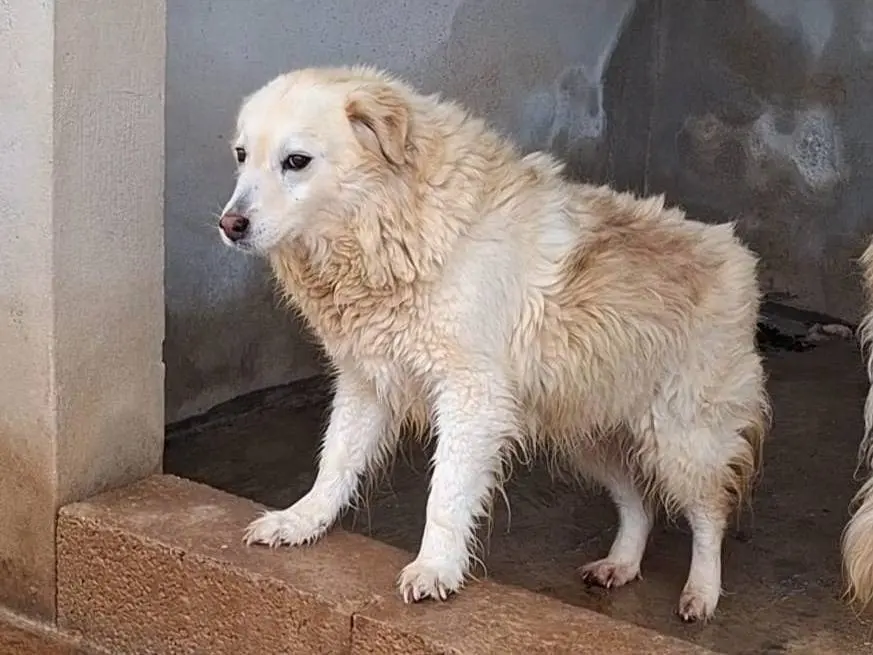 Vuoi adottare un cane a Bari?