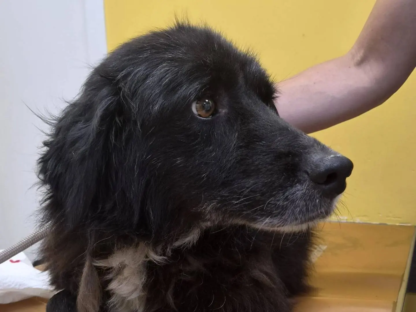 Adotta il cane ERAORA a Roma