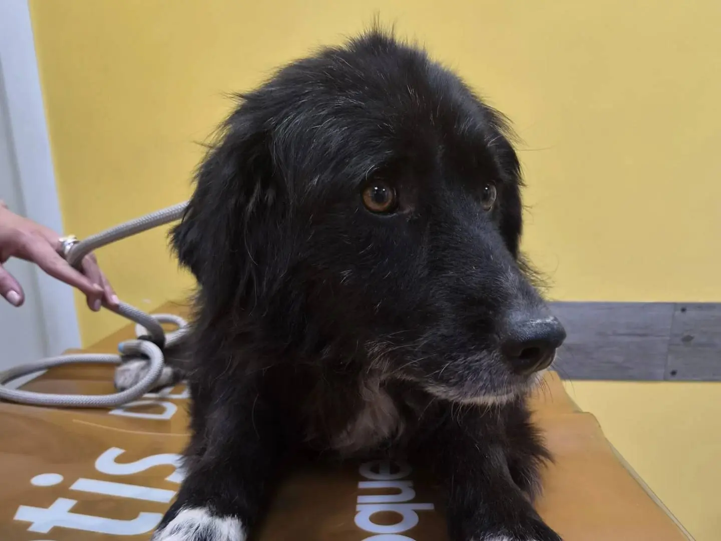 Adozione cane, femmina, Border Collie Razza sconosciuta, 8 anni e 8 mesi, taglia media, Roma