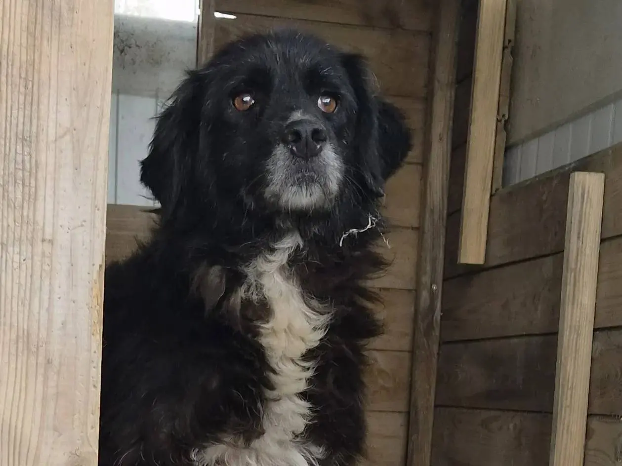 Adotta un cane, taglia media, femmina, Roma