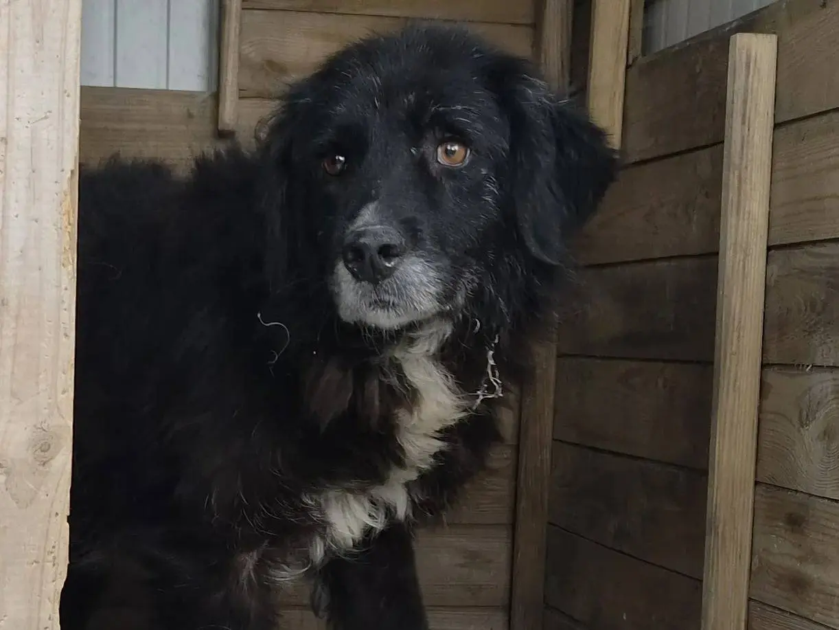 Adotta un cane, femmina, 8 anni e 8 mesi, Roma