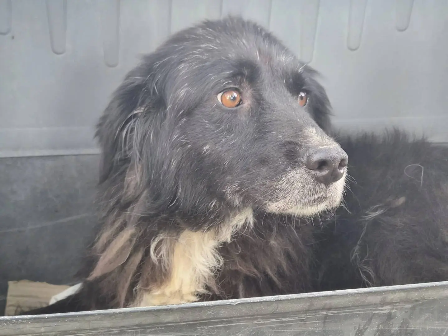 Vuoi adottare un cane a Roma?