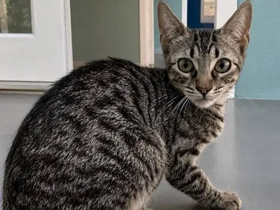Adozione gatto, femmina, Razza sconosciuta Razza sconosciuta, 5 mesi, taglia non valida, Milano