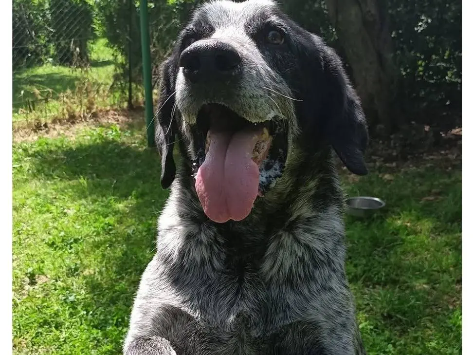 Adozione cane, maschio, Razza sconosciuta Razza sconosciuta, 7 anni e 4 mesi, taglia media, Viterbo