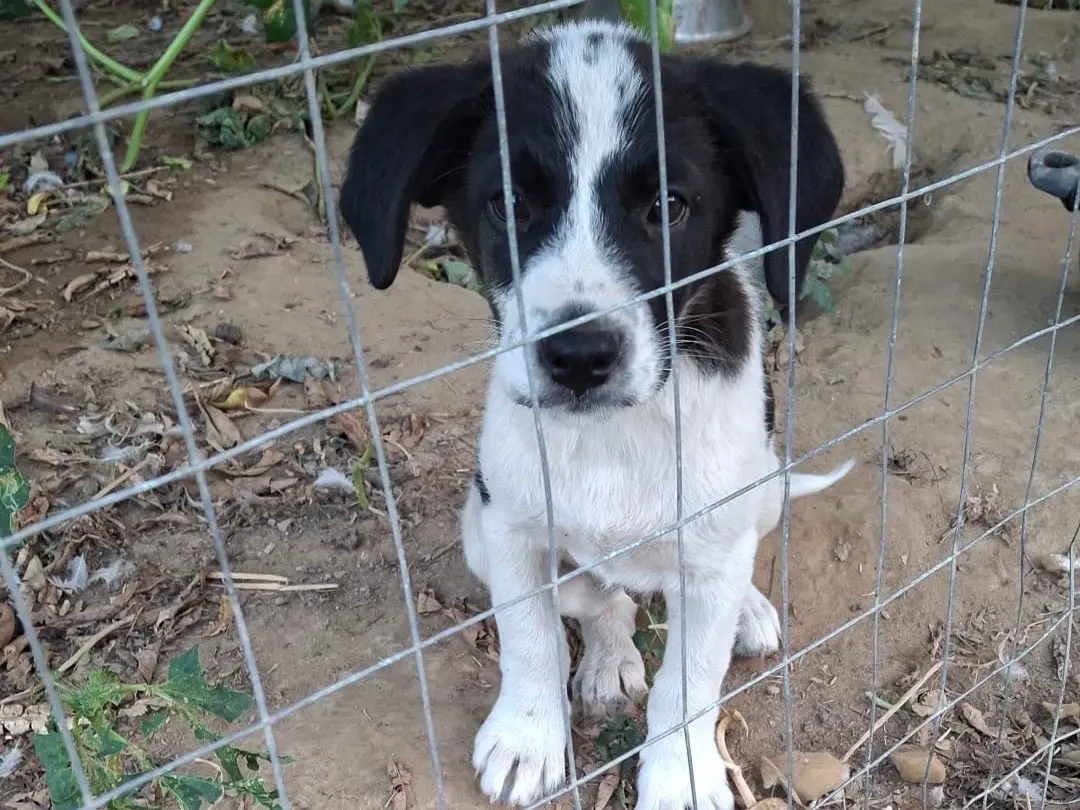 Adozione cane, maschio, Razza sconosciuta Razza sconosciuta, 1 anno e 5 mesi, taglia media, Cosenza