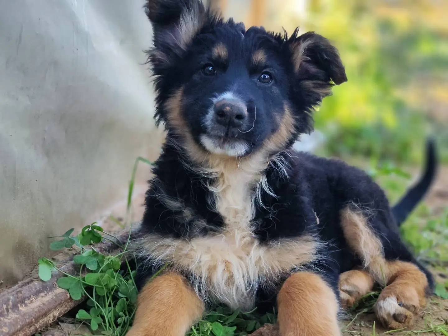Vuoi adottare un cane a Palermo?