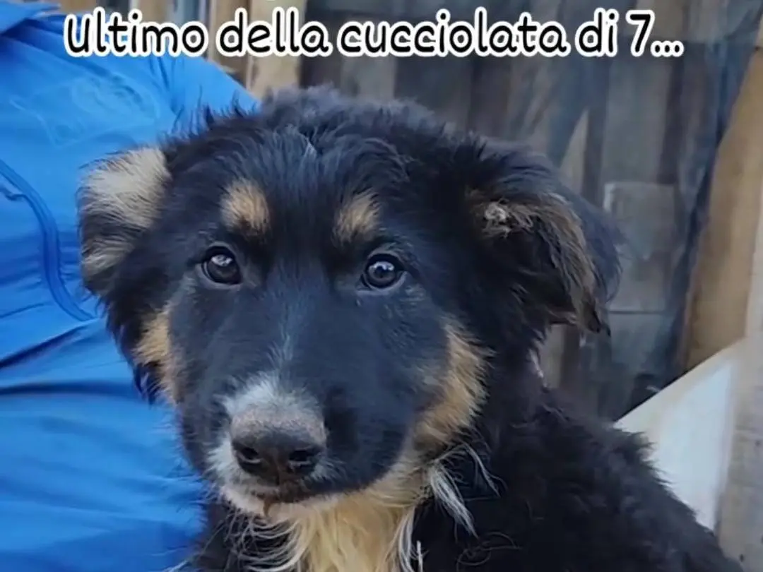 Adotta un cane, maschio, 1 anno e 11 mesi, Palermo