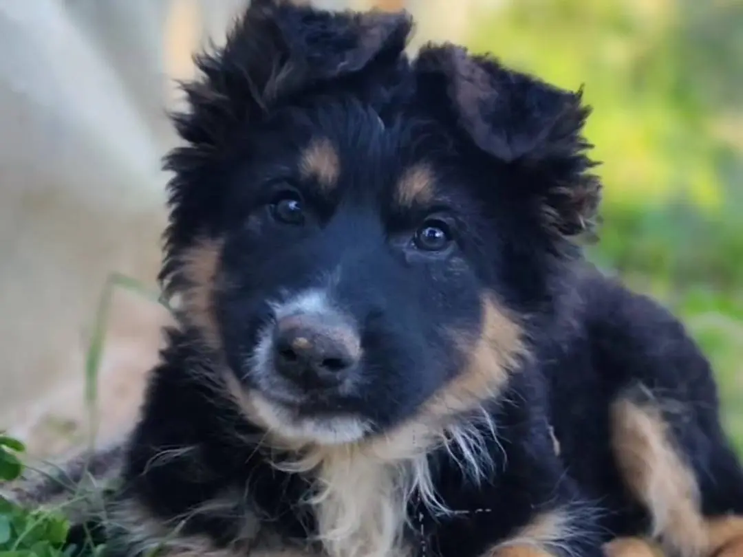 Adozione cane, maschio, Pastore tedesco Razza sconosciuta, 1 anno e 11 mesi, taglia media, Palermo