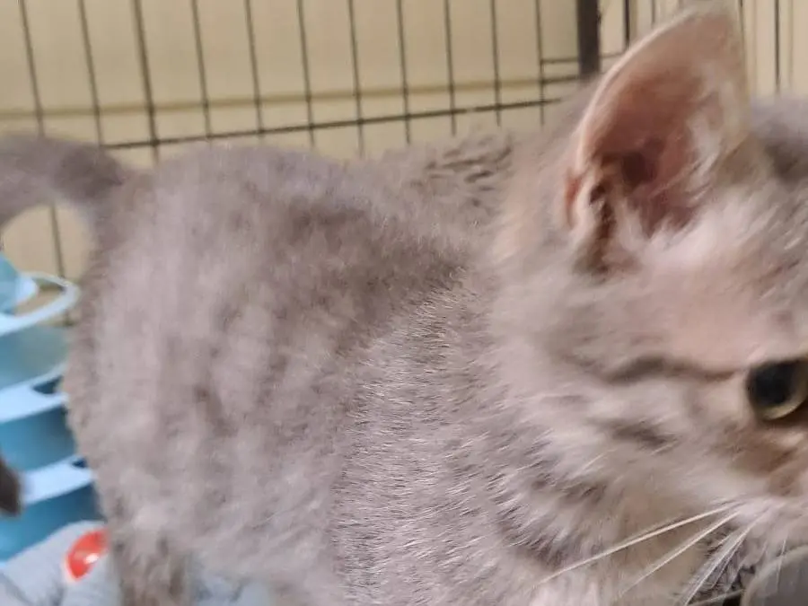 Adozione gatto, femmina, Razza sconosciuta Razza sconosciuta, 2 mesi, taglia non valida, Ravenna