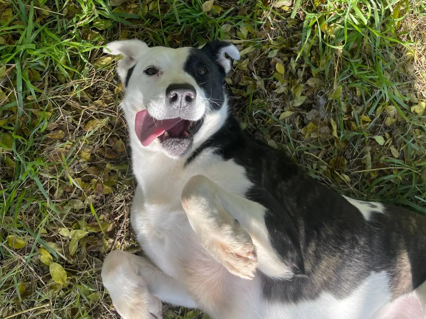 Adotta un cane, femmina, 4 anni e 8 mesi, Latina