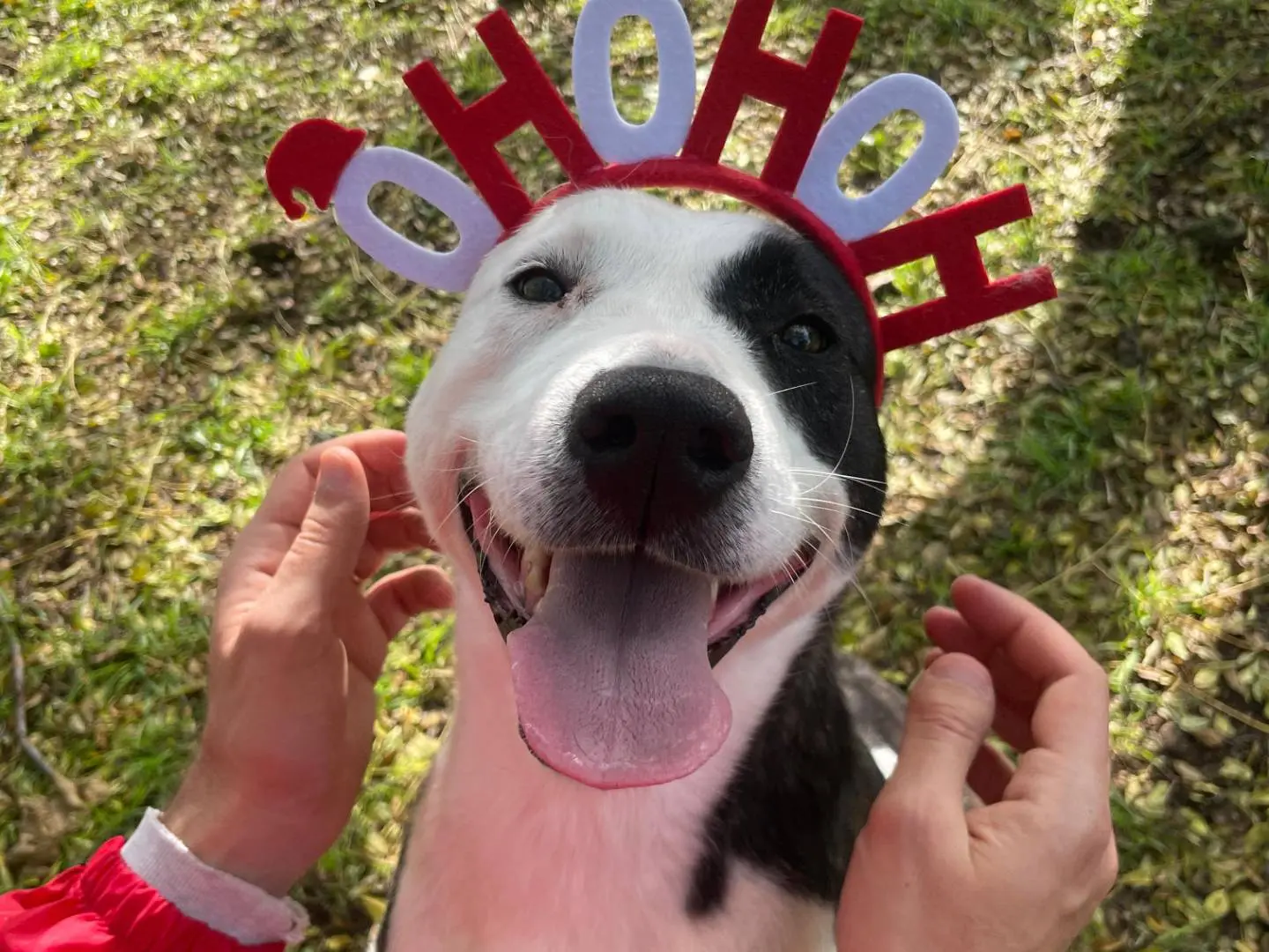 Adozione cane, femmina, Razza sconosciuta Razza sconosciuta, 4 anni e 8 mesi, taglia media, Latina