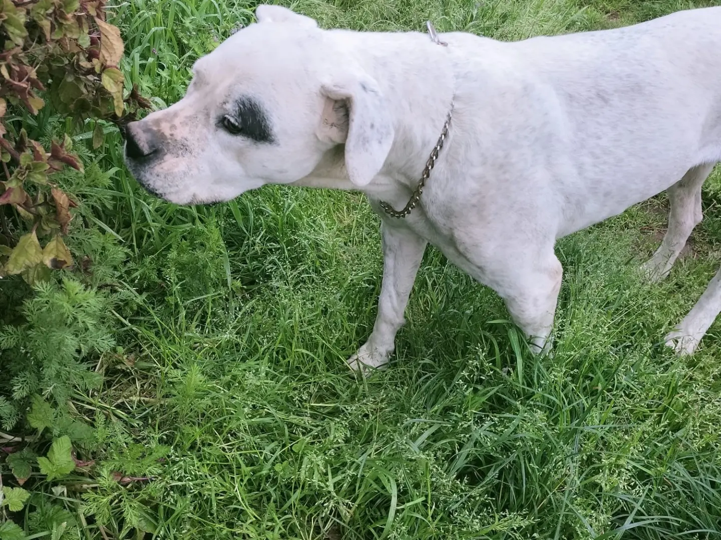 Vuoi adottare un cane a Vibo?