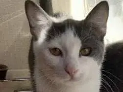 Adotta un gatto, femmina, 5 anni e 4 mesi, Genova