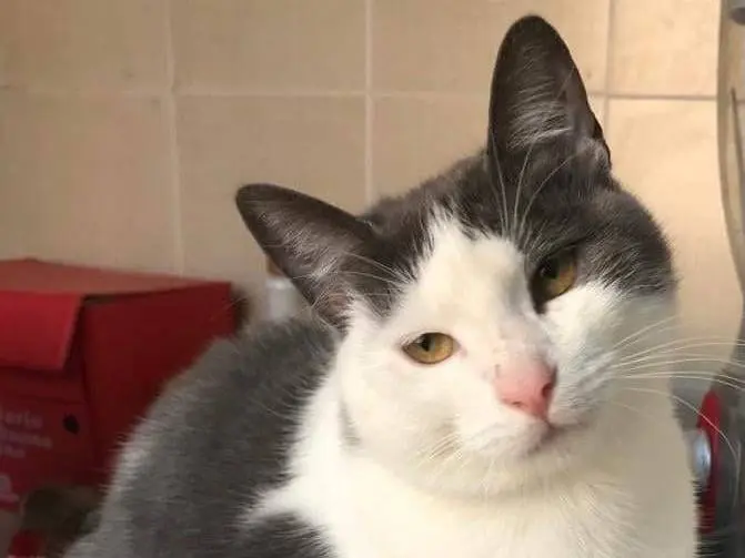 Adotta un gatto, taglia non valida, femmina, Genova