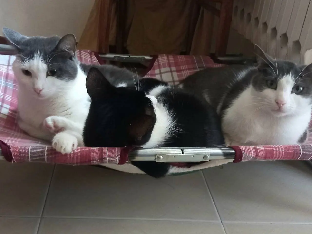 Vuoi adottare un gatto a Genova?