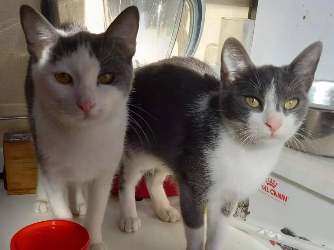 Adotta il gatto Piuma a Genova