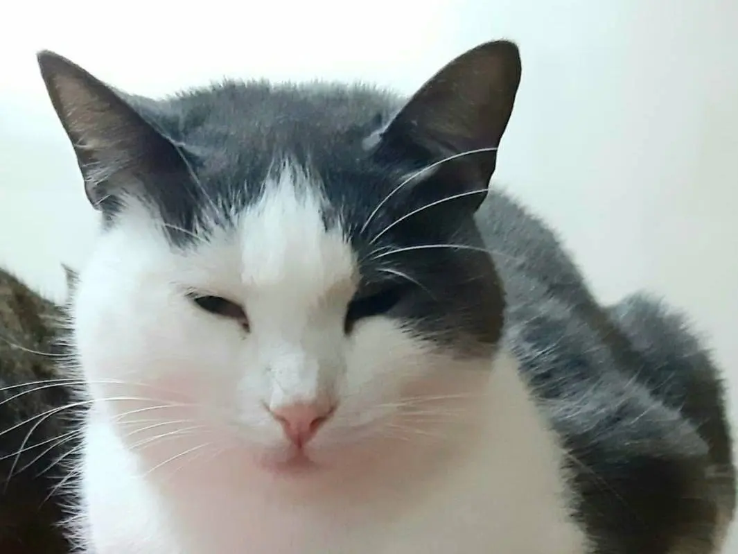 Adozione gatto, femmina, Razza sconosciuta Razza sconosciuta, 5 anni e 4 mesi, taglia non valida, Genova