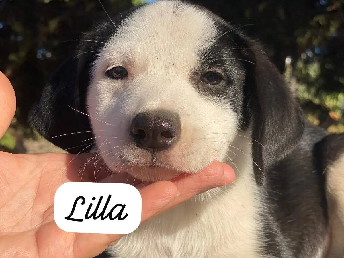 Adozione cane, femmina, Razza sconosciuta Razza sconosciuta, 3 mesi, taglia media contenuta, Palermo
