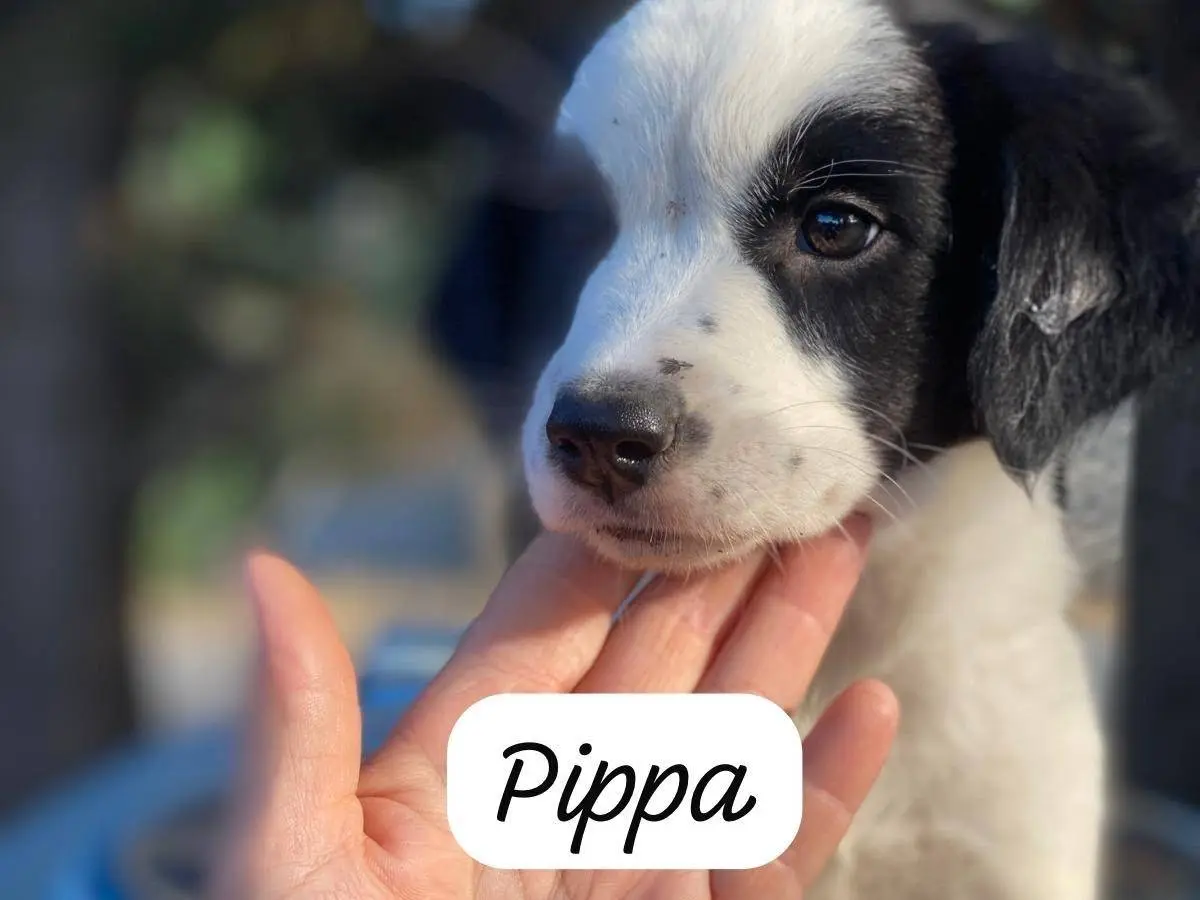 Adotta un cane, taglia media contenuta, femmina, Palermo