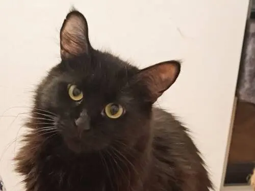 Adozione gatto, femmina, Razza sconosciuta Razza sconosciuta, 3 anni, taglia non valida, Monza