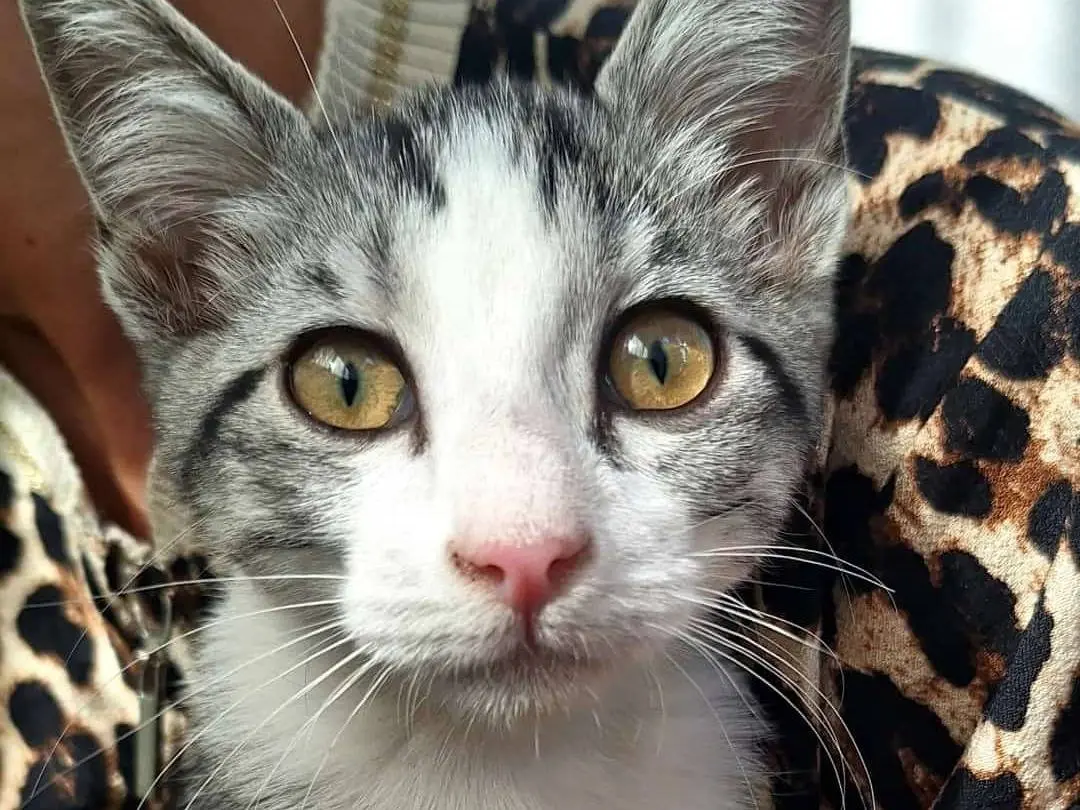 Adotta un gatto, taglia non valida, femmina, Teramo