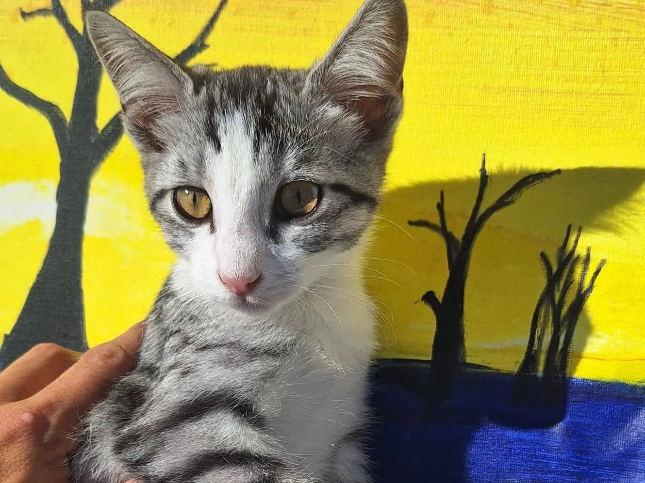 Adozione gatto, femmina, Razza sconosciuta Razza sconosciuta, 2 mesi, taglia non valida, Teramo