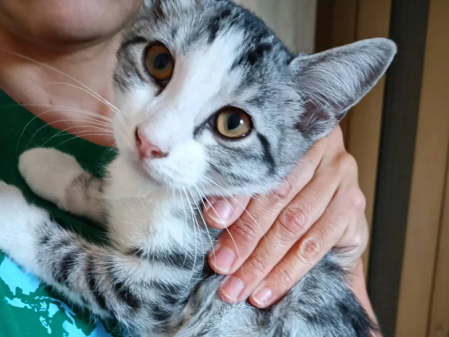 Vuoi adottare un gatto a Teramo?
