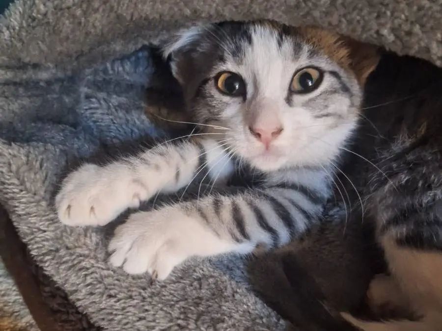 Adotta un gatto, femmina, 2 mesi, Teramo