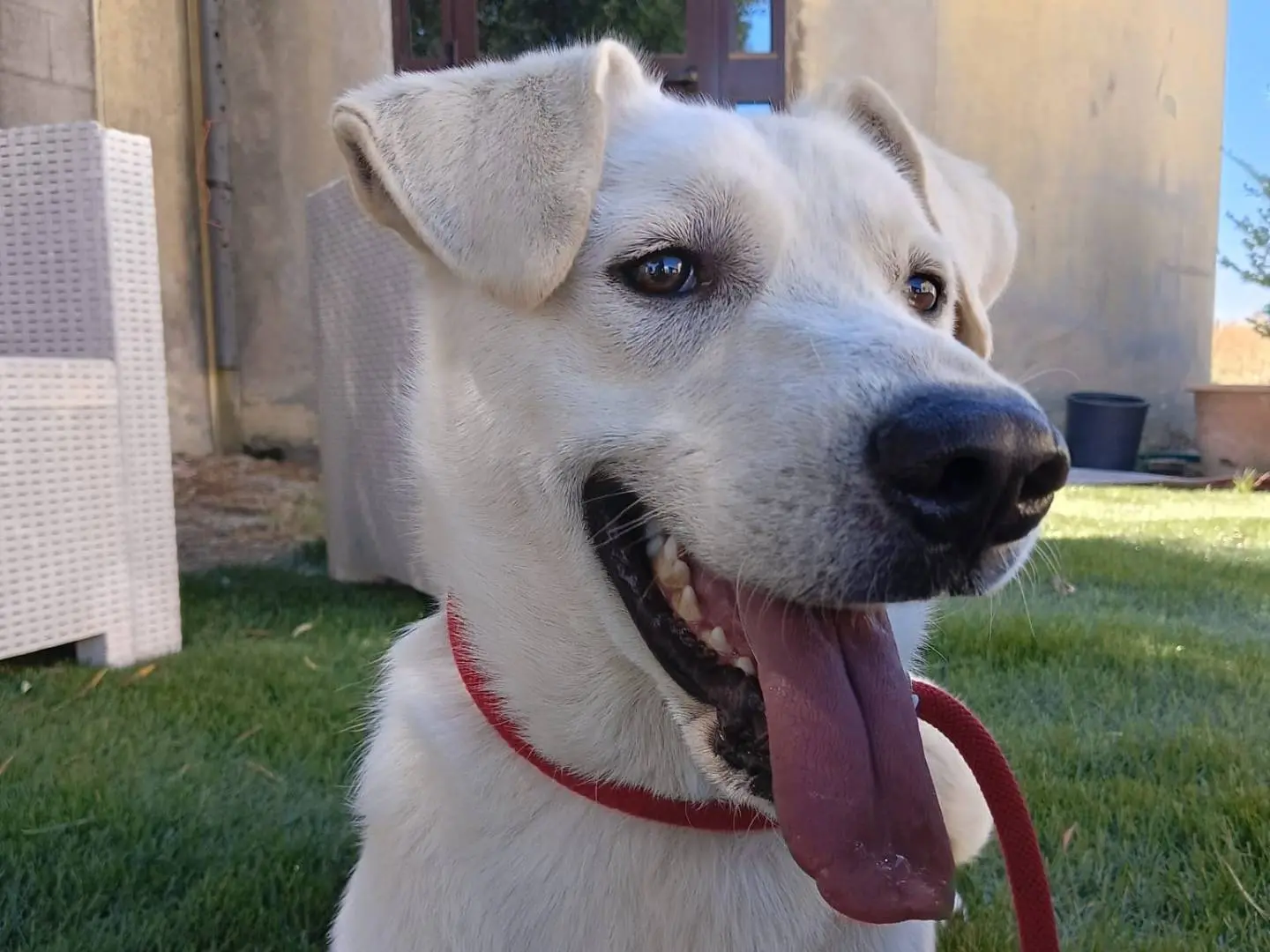 Adotta un cane, taglia media, maschio, Crotone