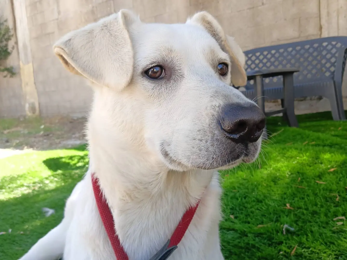 Adozione cane, maschio, Razza sconosciuta Razza sconosciuta, 1 anno e 8 mesi, taglia media, Crotone