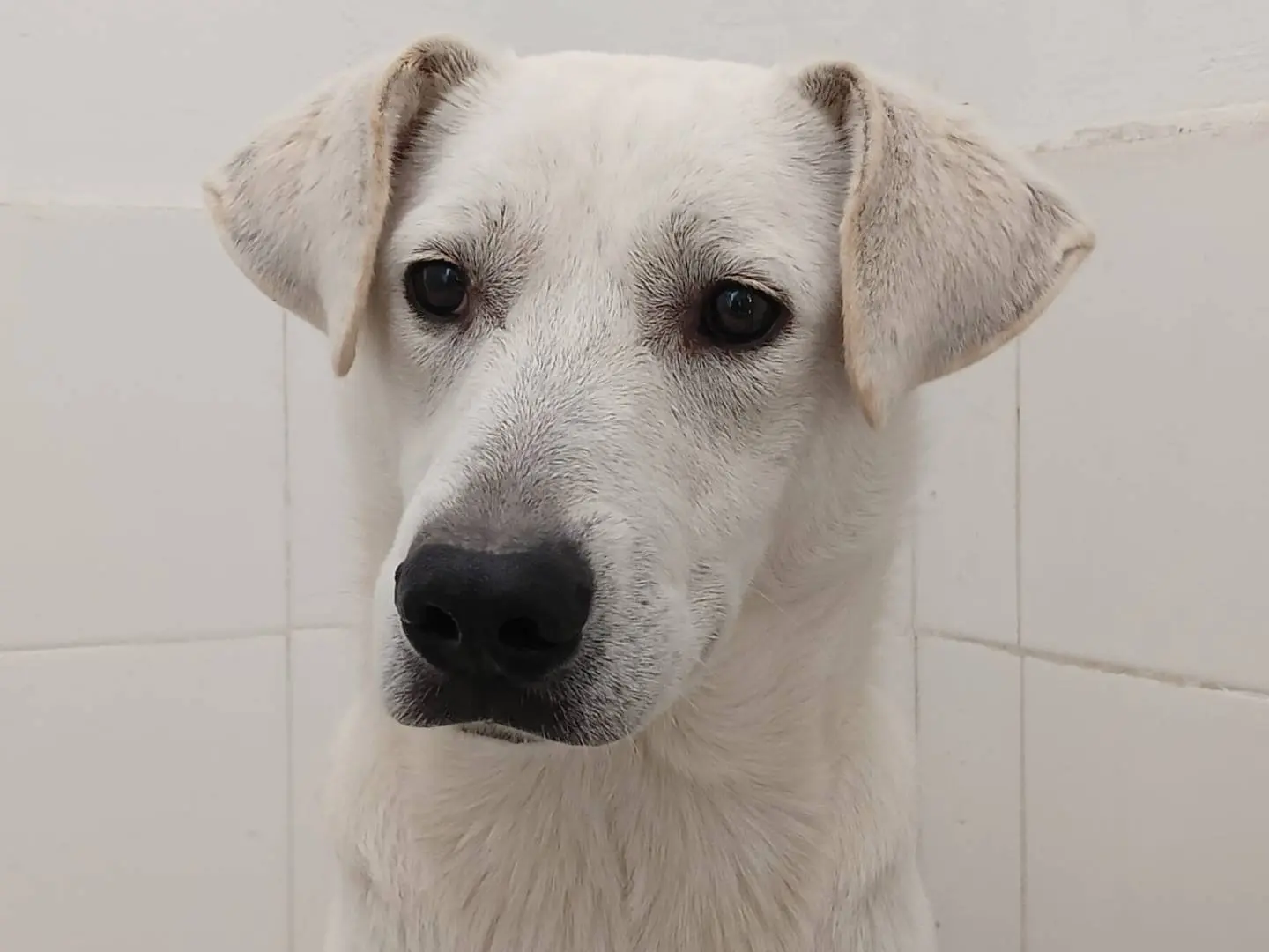 Vuoi adottare un cane a Crotone?