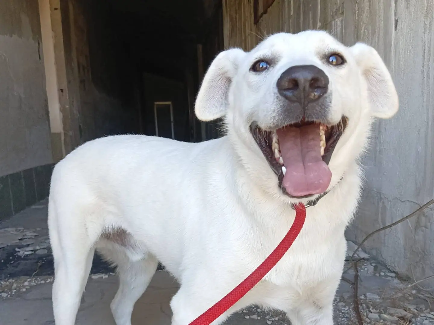 Adotta il cane Jerry a Crotone