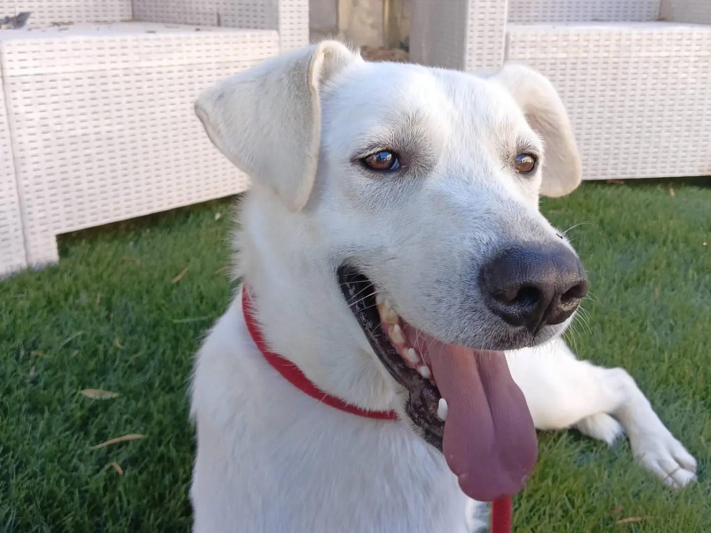 Adotta un cane, maschio, 1 anno e 8 mesi, Crotone