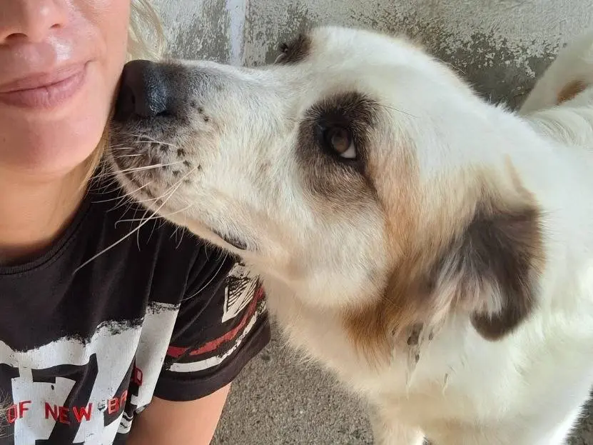 Adotta un cane, taglia grande, maschio, Reggio