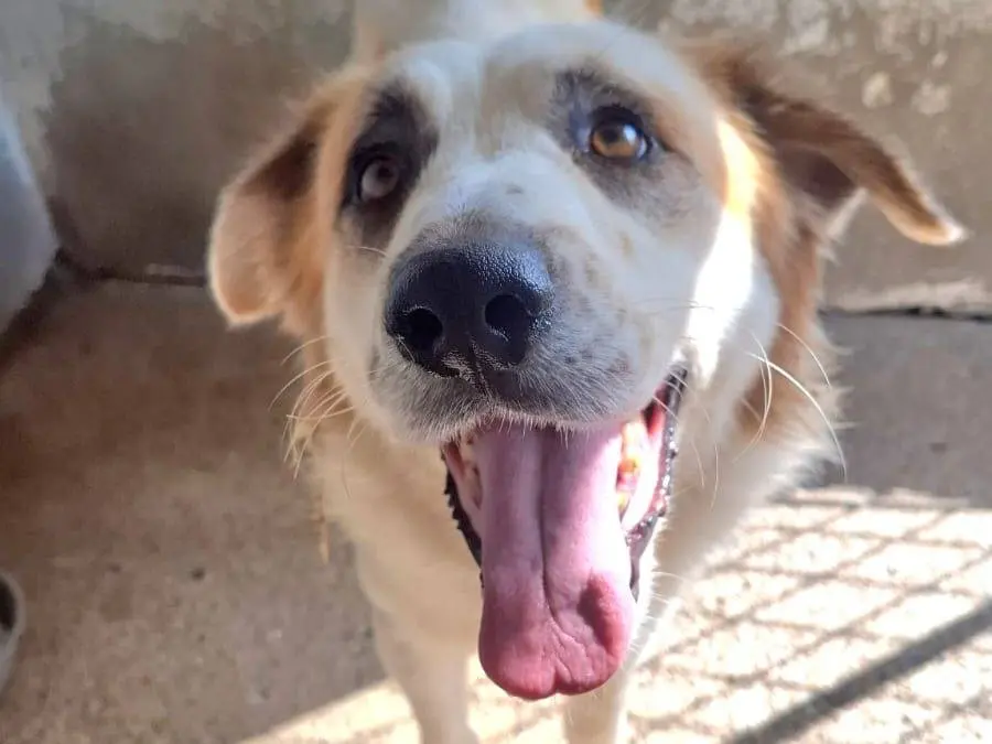 Adozione cane, maschio, Razza sconosciuta Razza sconosciuta, 4 anni e 1 mese, taglia grande, Reggio