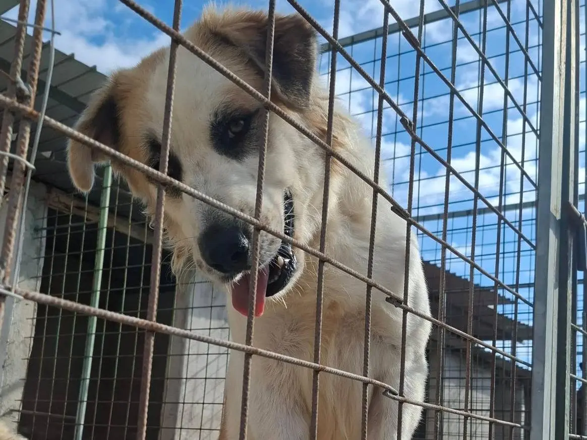 Adotta un cane, maschio, 4 anni e 1 mese, Reggio