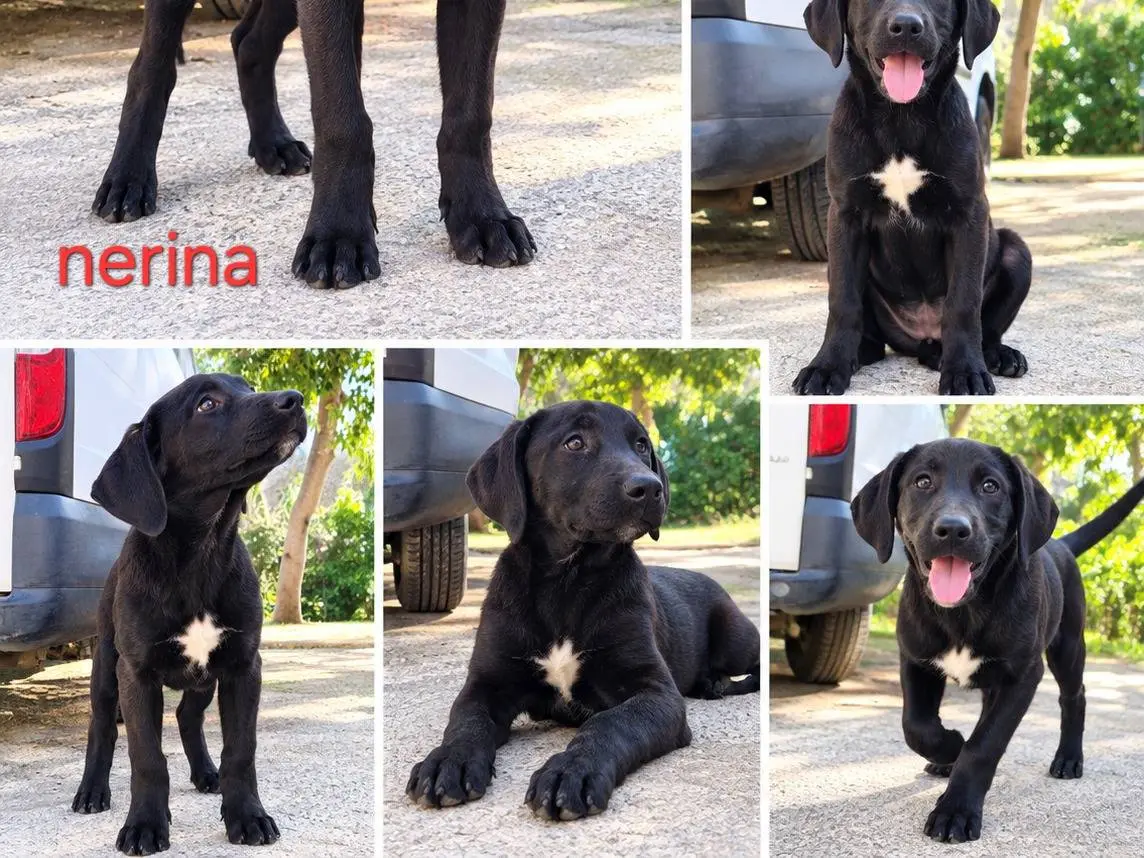 Adotta un cane, femmina, 6 mesi, Latina