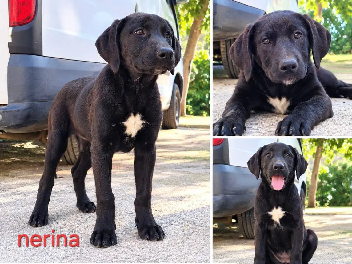 Adozione cane, femmina, Razza sconosciuta Razza sconosciuta, 6 mesi, taglia media contenuta, Latina