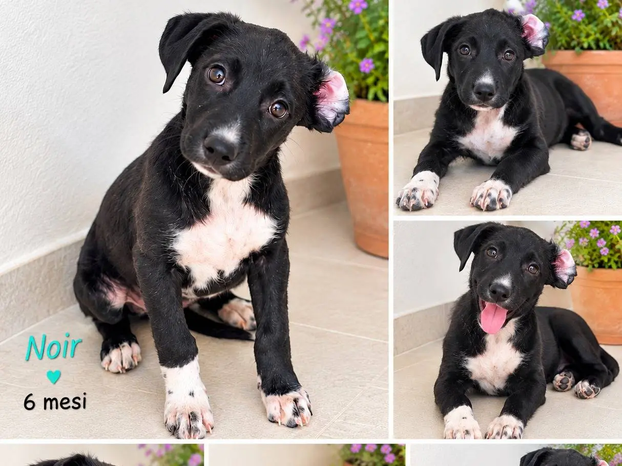 Adotta un cane, taglia media contenuta, femmina, Latina