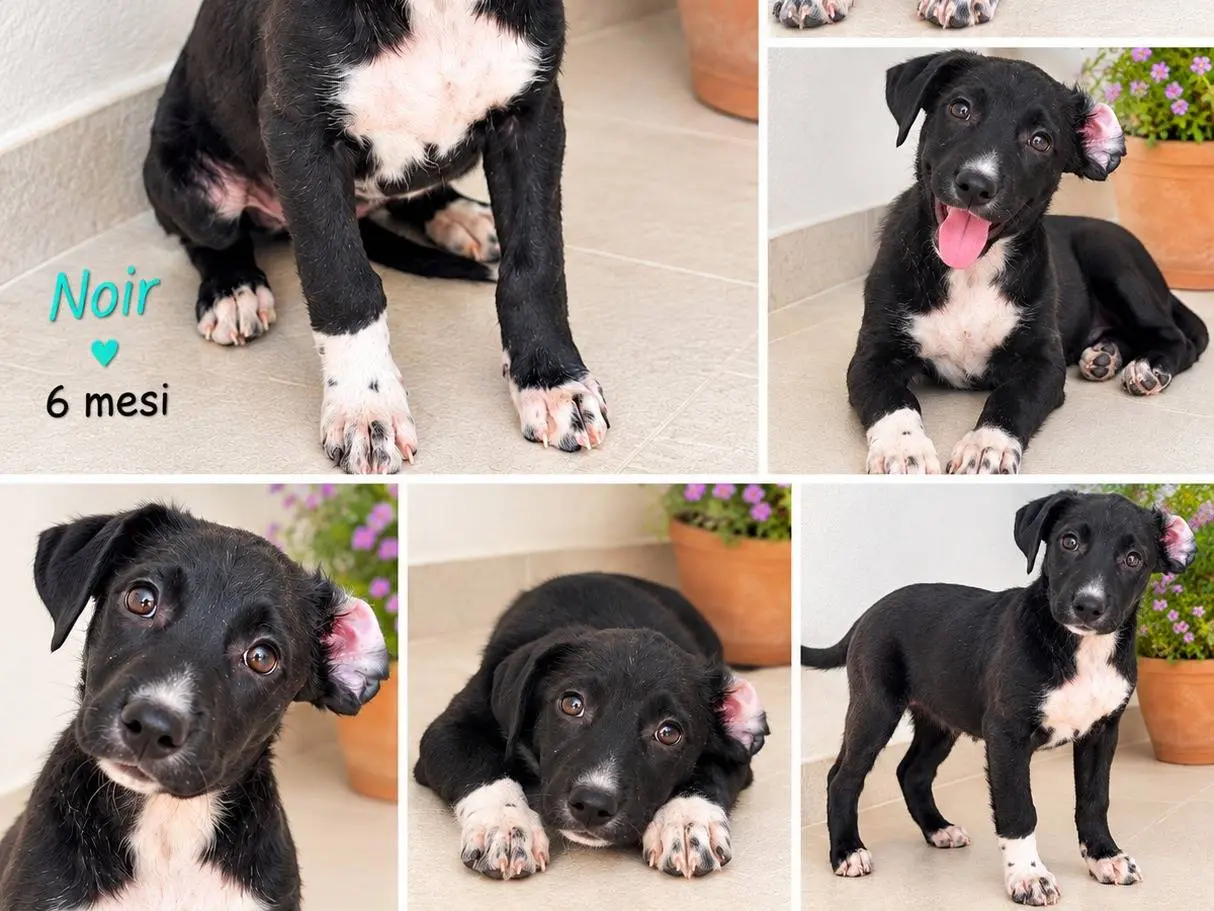 Vuoi adottare un cane a Latina?