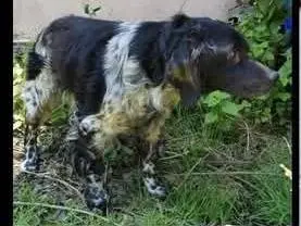 Adotta un cane, maschio, 12 anni e 8 mesi, Verona