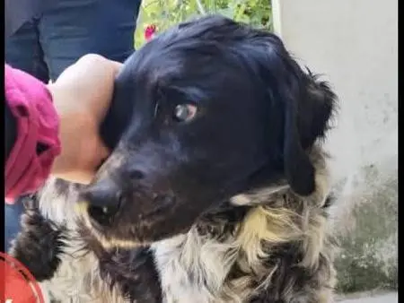 Adozione cane, maschio, Razza sconosciuta Razza sconosciuta, 12 anni e 8 mesi, taglia media contenuta, Verona