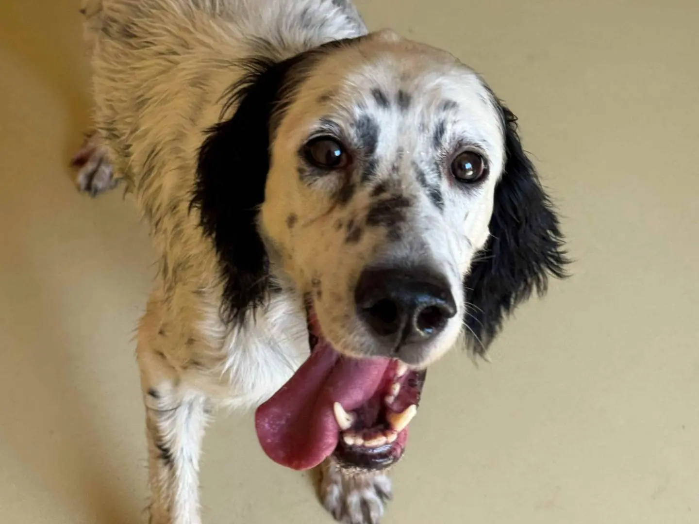 Adotta un cane, maschio, 10 anni e 5 mesi, Milano