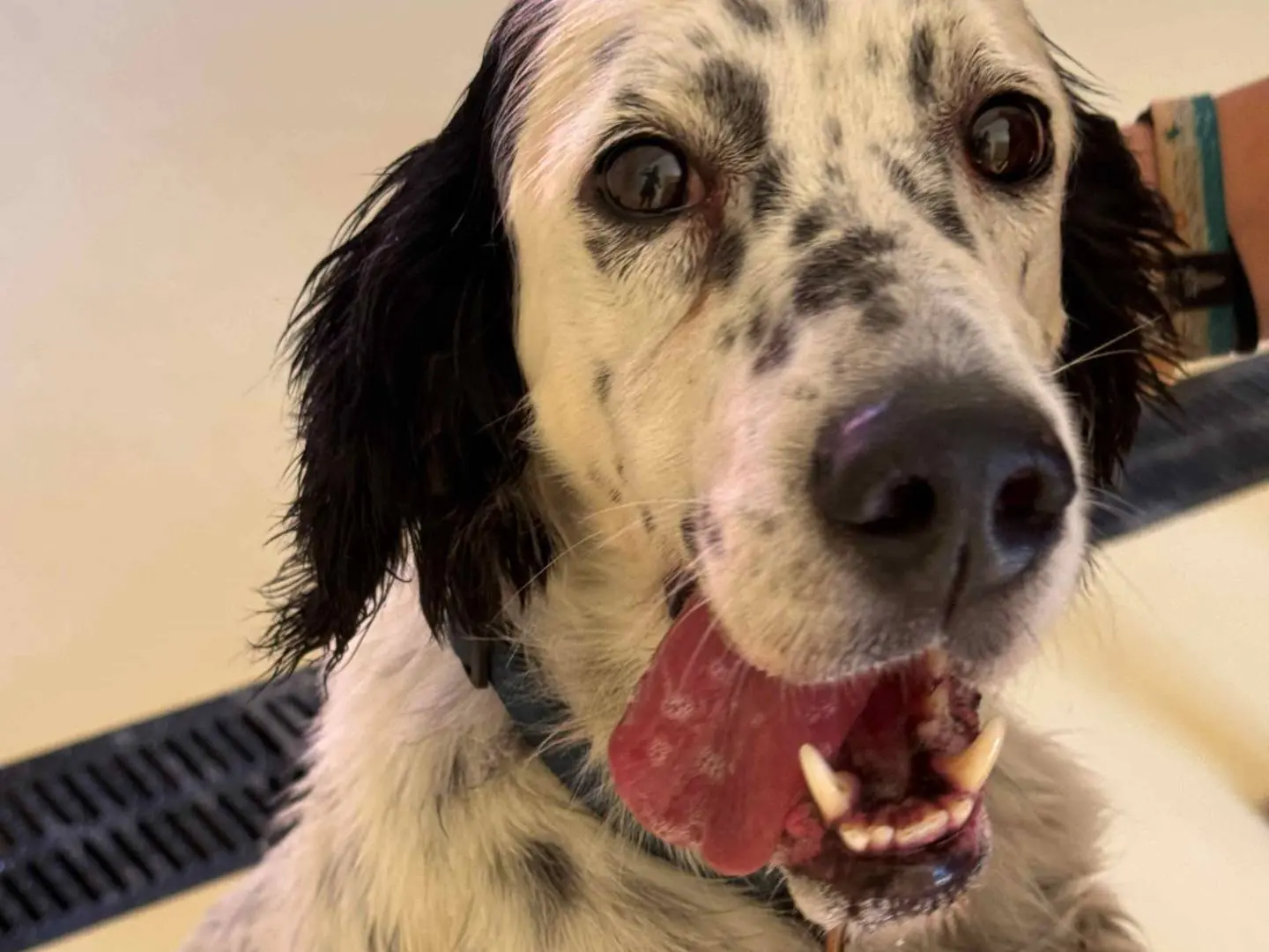 Adotta un cane, taglia media, maschio, Milano