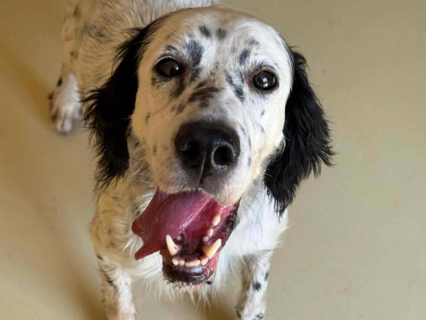 Adozione cane, maschio, Setter Inglese Razza sconosciuta, 10 anni e 5 mesi, taglia media, Milano