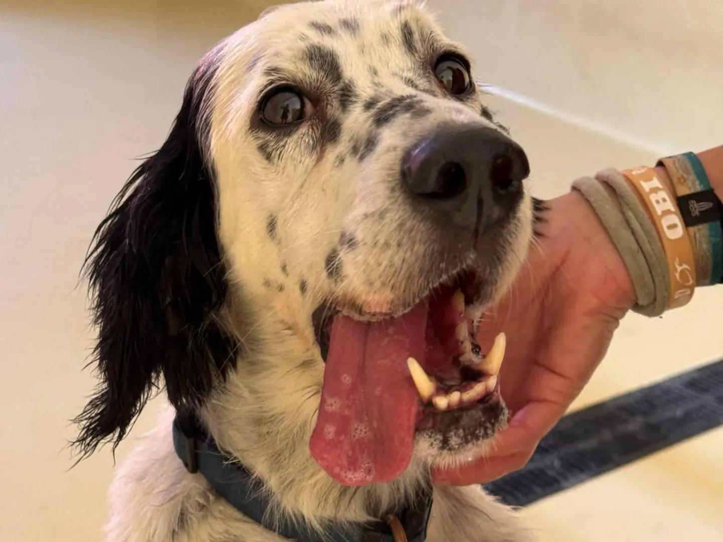 Vuoi adottare un cane a Milano?