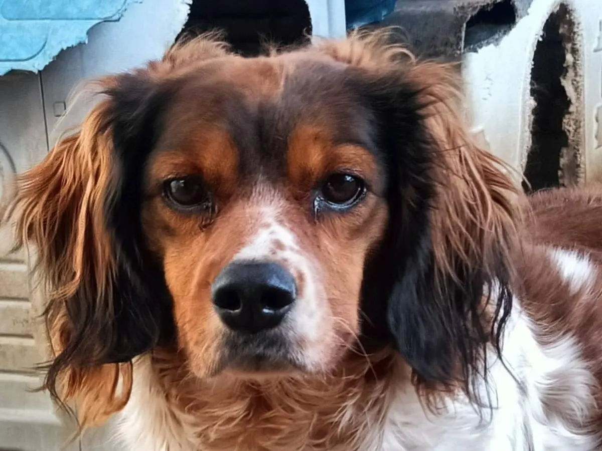 Vuoi adottare un cane a Latina?