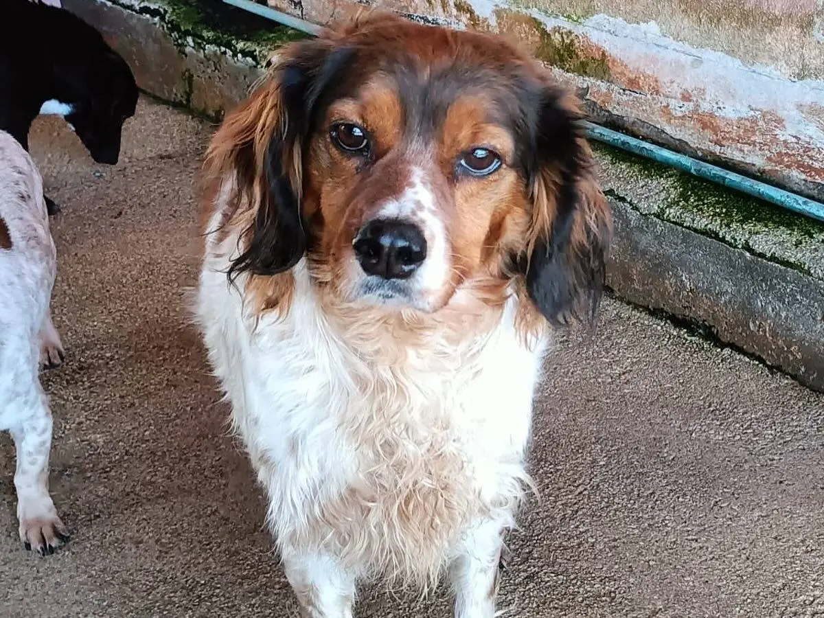 Adotta un cane, femmina, 7 anni e 8 mesi, Latina